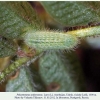 polyommatus rjabovi talysh larva3